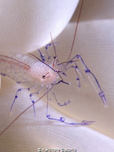 Buble shrimp
Nikon D200 , 60 macro, two strobo
Wakatobi... by Marchione Giacomo 